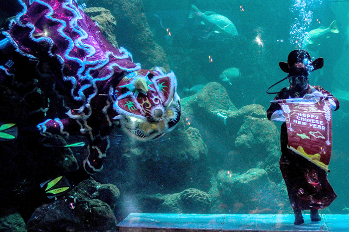 バロンサイが水中に　あすイムレック