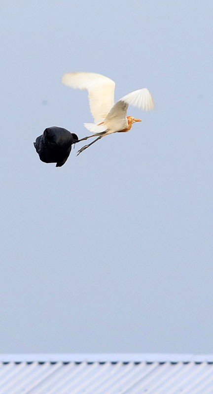 ▼アマサギにもプラごみ