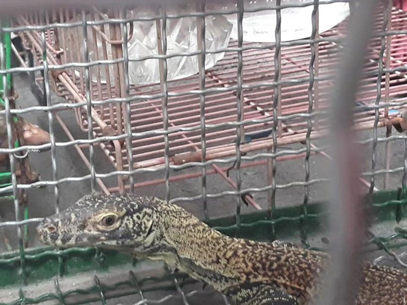 コモド41匹密輸摘発　東ヌサトゥンガラ州　国立公園閉鎖も
