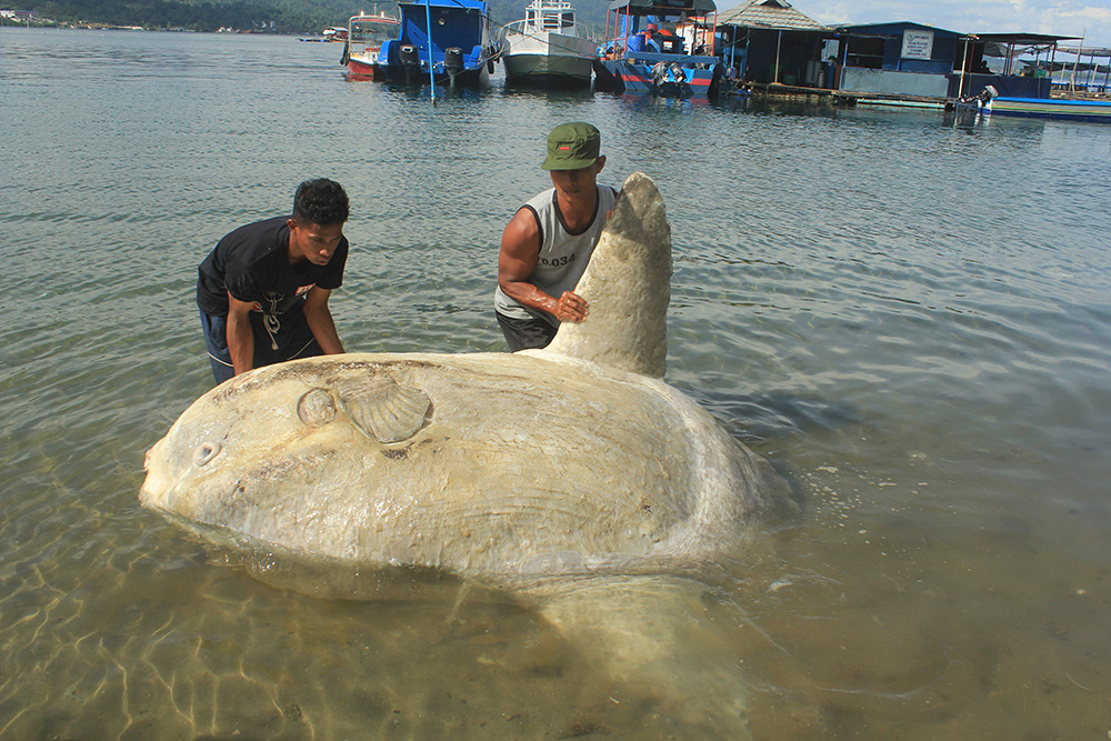 マンボウが漂着　アンボン 