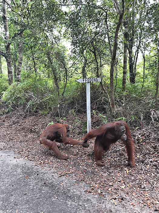 オランウータンとの遭遇　タンジュン・プティン国立公園　木造船でジャングルへ