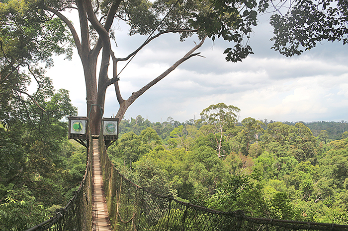 大自然に触れてみませんか　オランウータン、熱帯雨林　東カリマンタン 