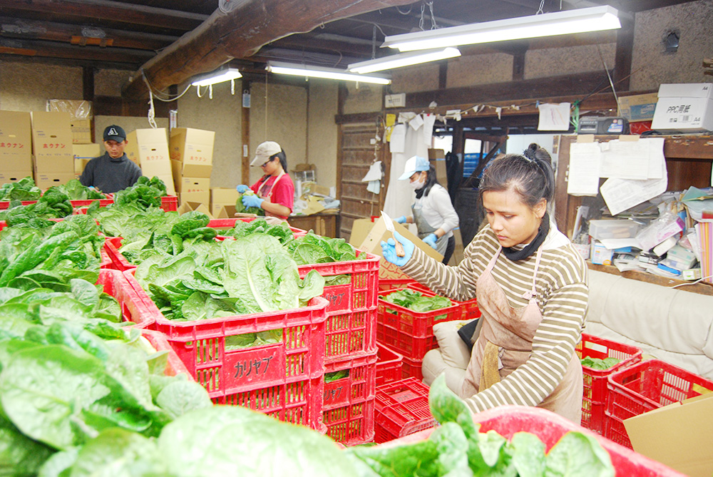 受け入れ企業は登録必須　特定技能の求人　インドネシア政府が事前確認