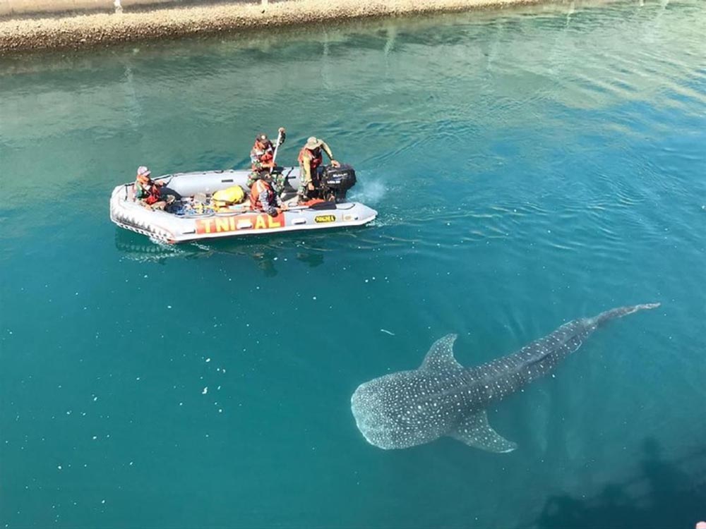 迷いザメ、無事に海へ