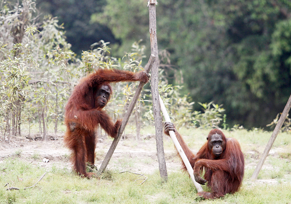 オランウータン元気に