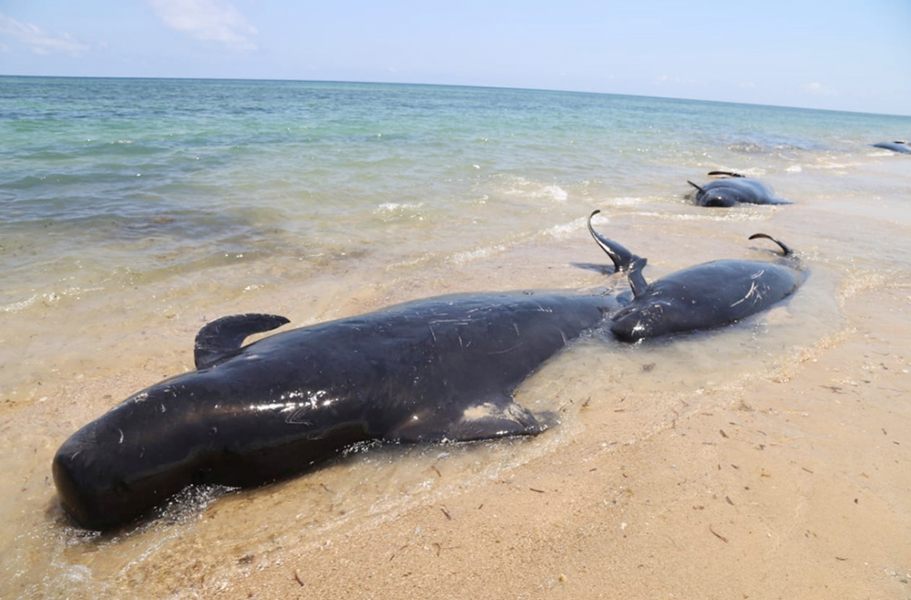 クジラ17頭が打ち上げ　東ヌサトゥンガラ