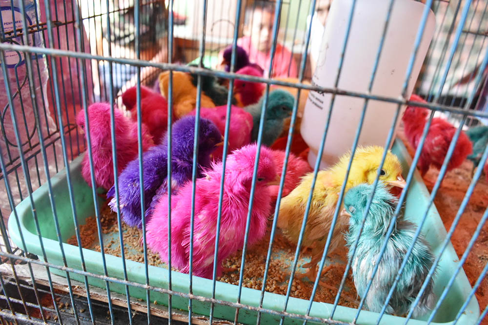 ペットが集まる鳥市場