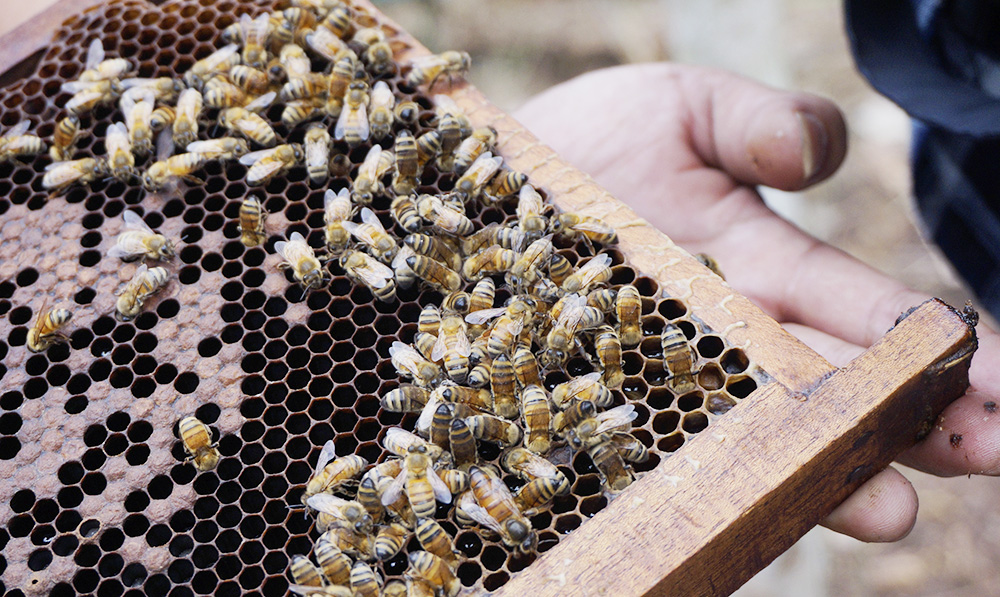 中部ジャワで蜂蜜収穫