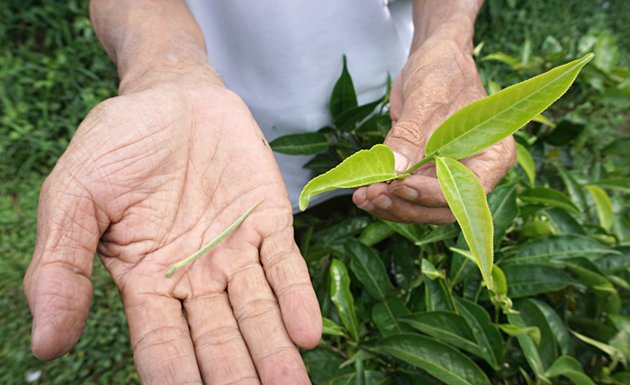 ▼有機栽培の茶葉を輸出