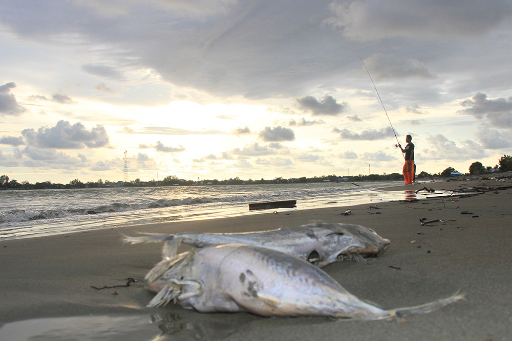 ▼アチェ海岸に魚の死骸