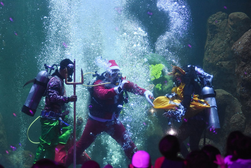 水族館でクリスマス