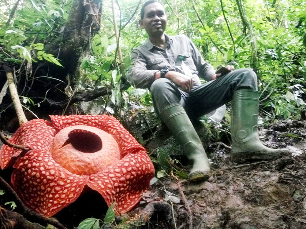 「最大」ラフレシア開花　西スマトラ、111センチ