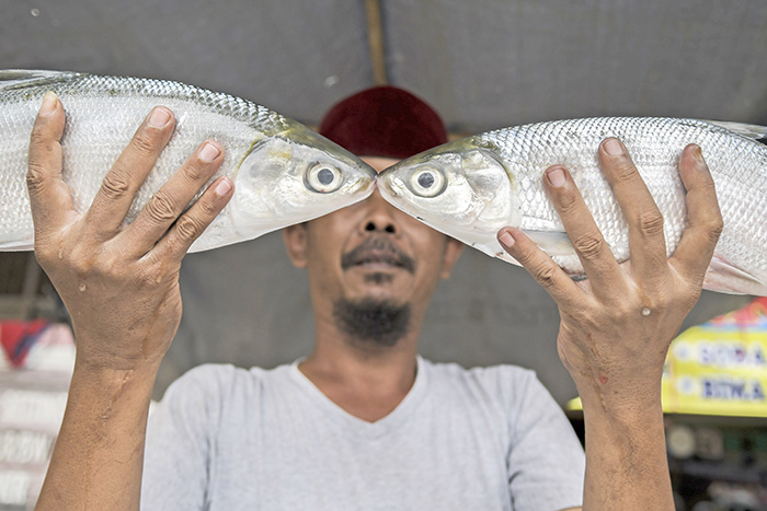 ▼ジャカルタで魚販売