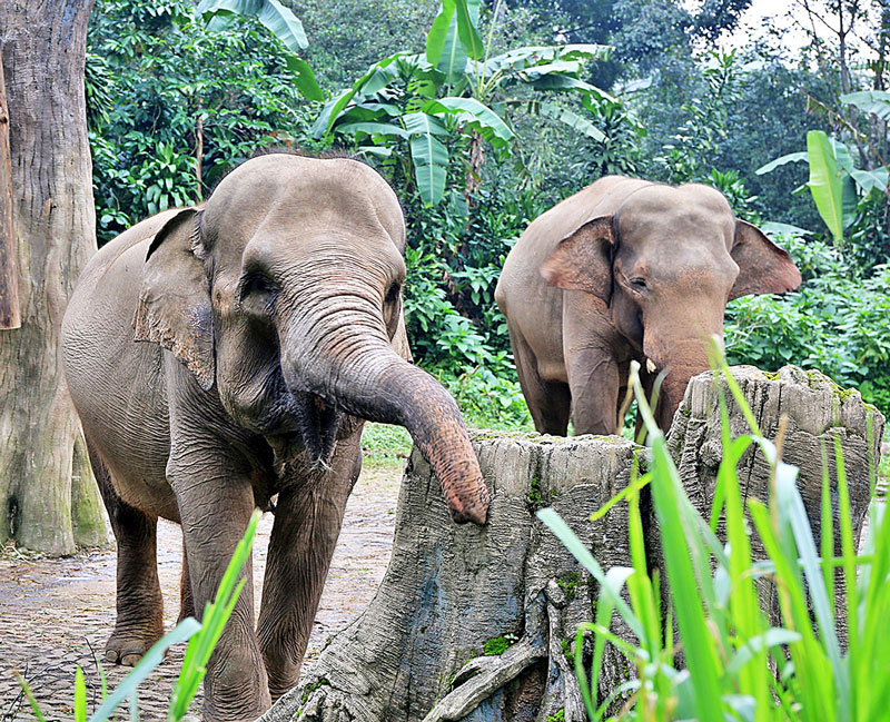 ジャカルタから日帰り　楽しいが溢れる動物園　タマンサファリ