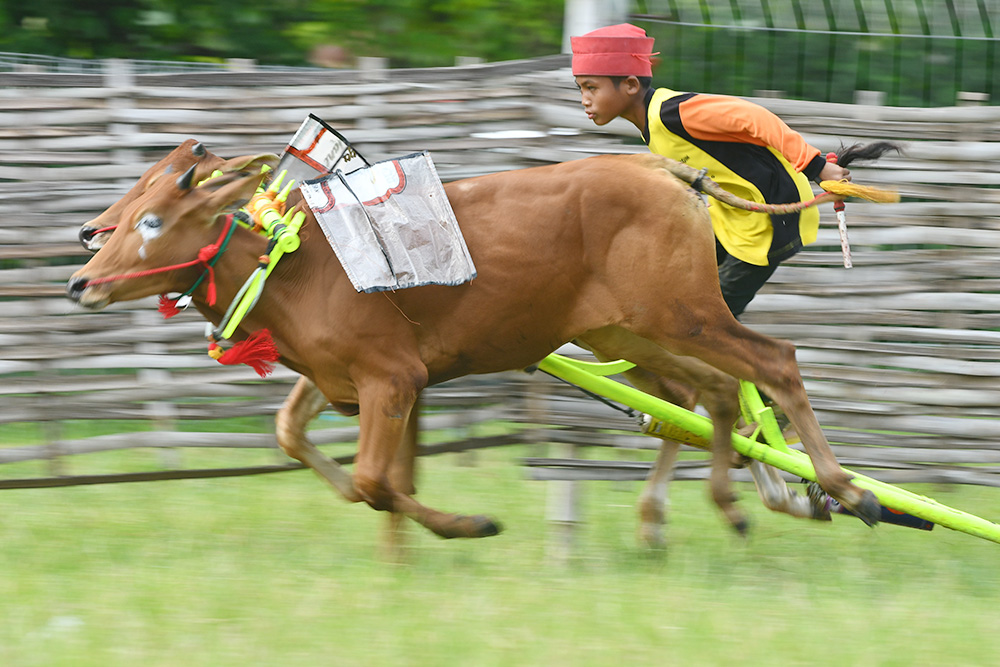 牛レースの練習