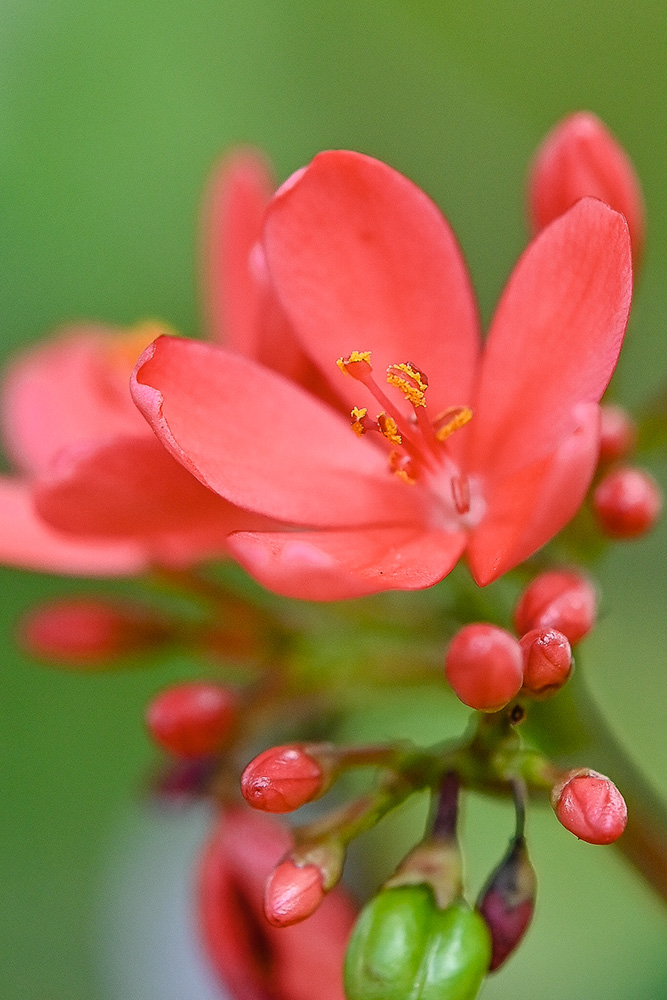 ５月10日は「母の日」　プチ散歩で花写真を送ろう　近場で短時間