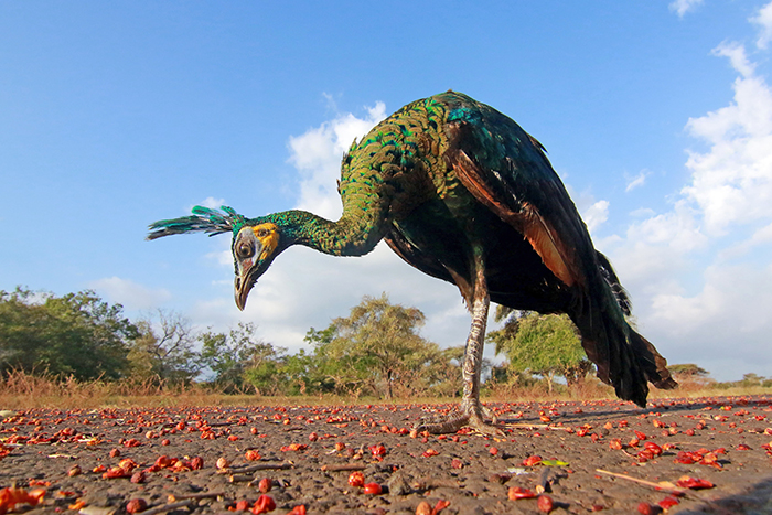 ▼クジャク、放鳥