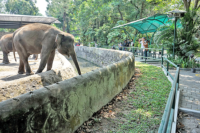 ▼ジョクジャの動物園再開