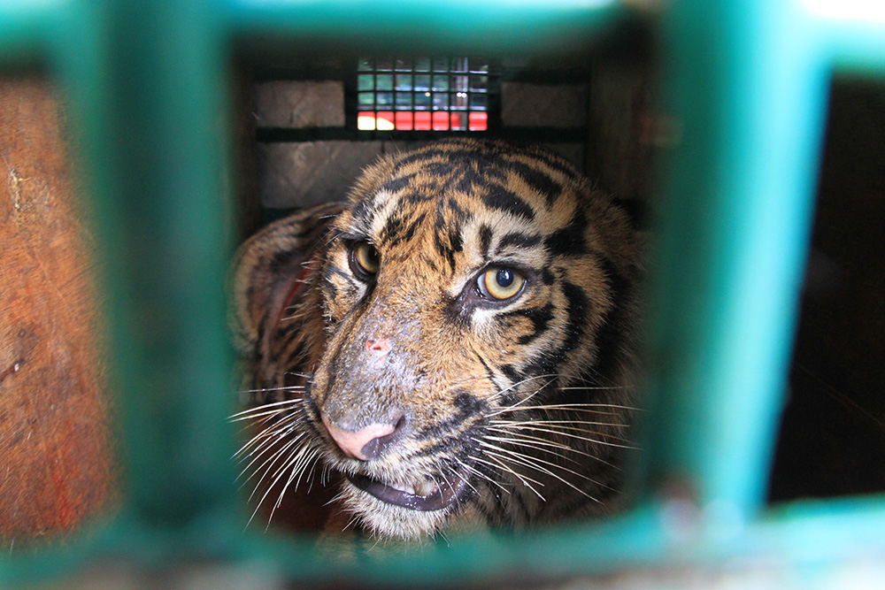 アチェの野生動物保護区