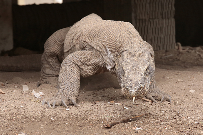 コモドドラゴンとゆったり　東ヌサトゥンガラ州コモド島