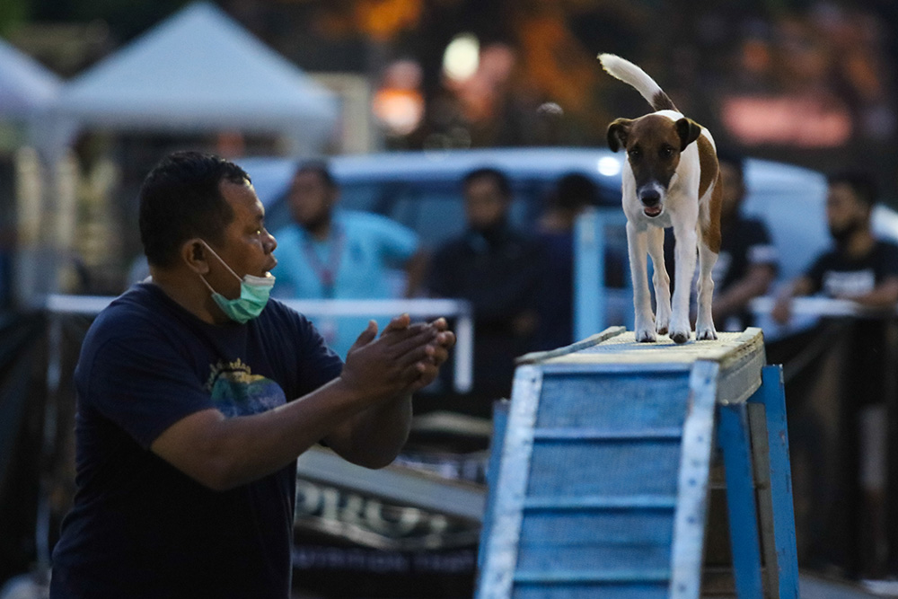 犬の障害物競走