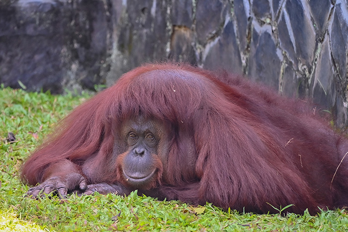 自然あふれる癒やしの空間　近代動物園、ラグナン