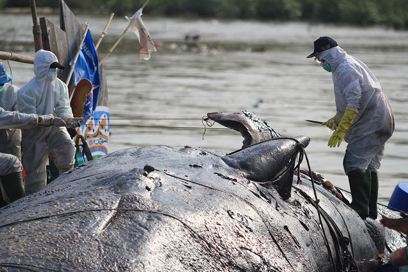 15メートルのクジラが座礁