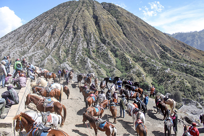 ▼ブロモ山、馬で山登り