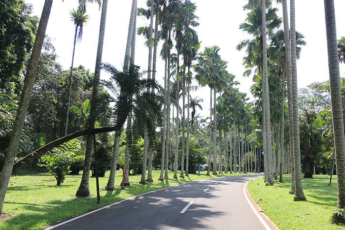 自然の中でサイクリング　ボゴール植物園での休日