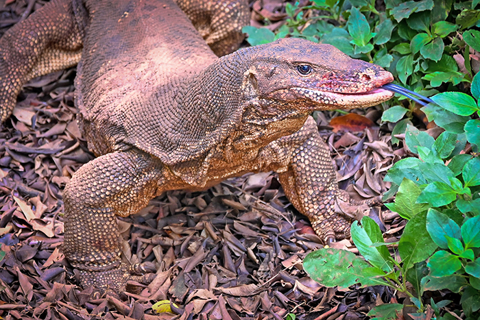 海面上昇で絶滅の危険　コモドドラゴン　ＩＵＣＮ  