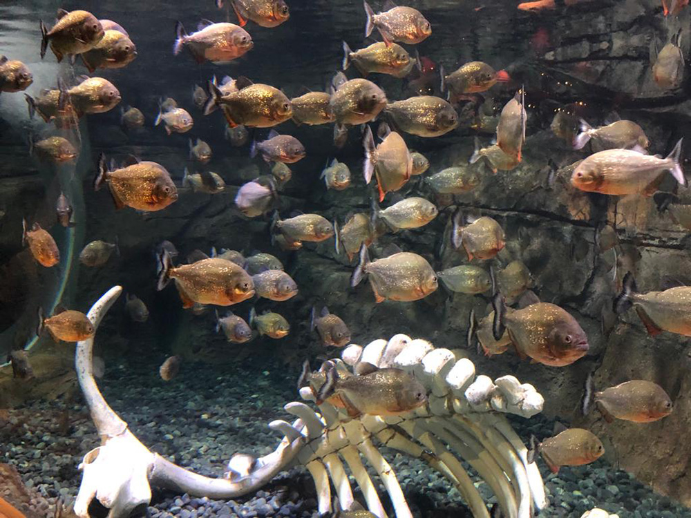 いつもと違う水族館