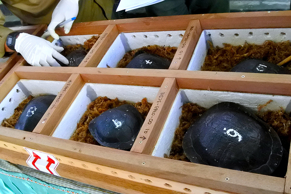 取り戻したカメ