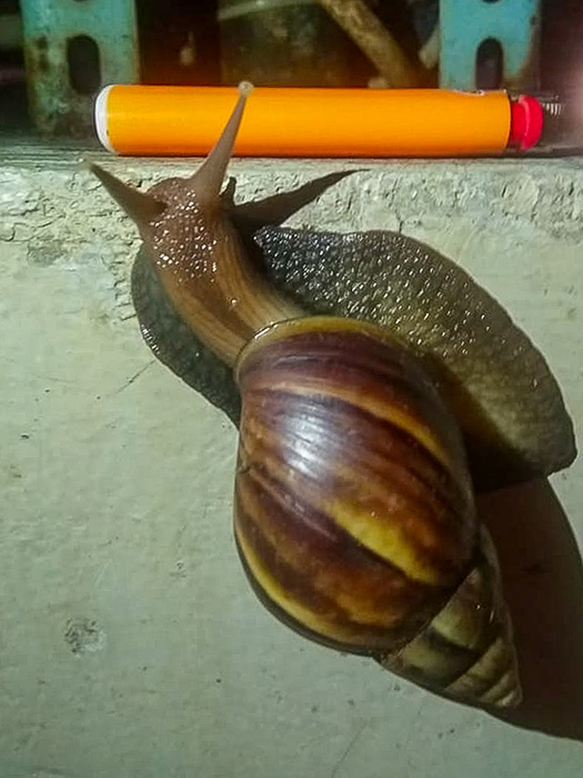 でんでんむしむし♬