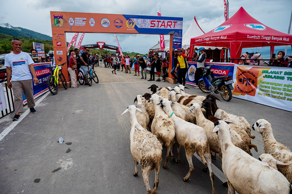 自転車レースに羊が乱入