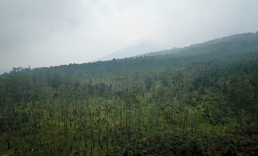 ▼減少するジャワ島の森林