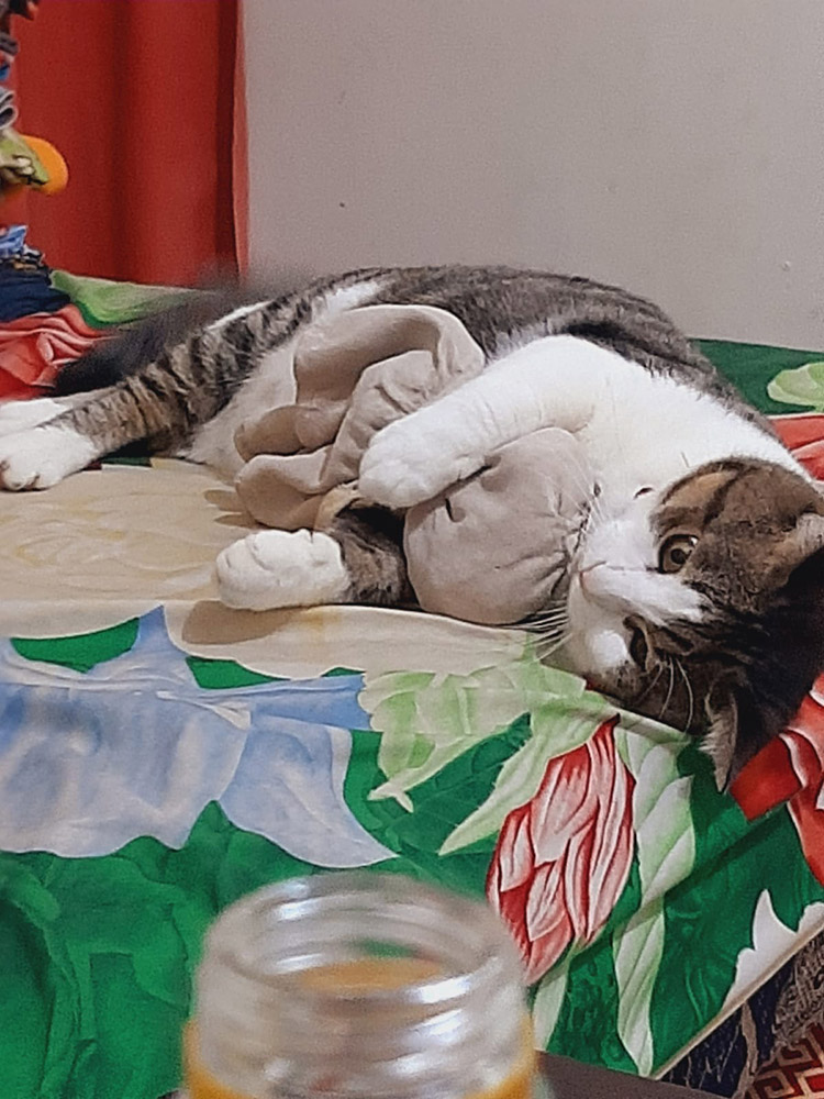 猫の気持ちはわからないが