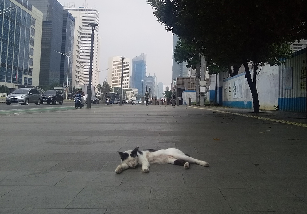 歩道で眠る猫