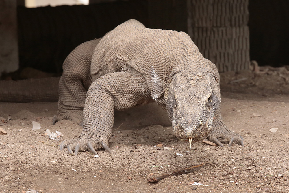 週末旅行は16倍に　きょうから入園料375万ルピア　 コモド国立公園