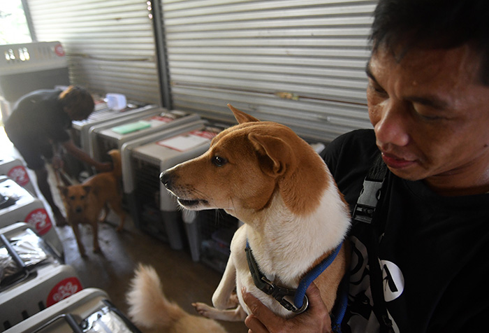 ▼保護した犬を新しい飼い主の元へ