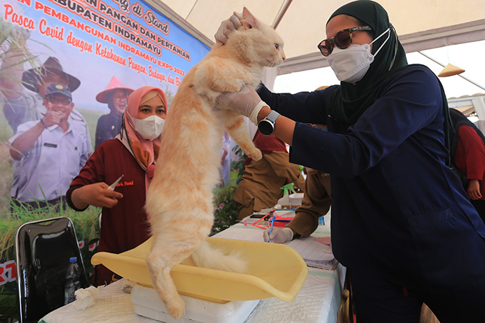▼猫やサルなどに無料で予防接種