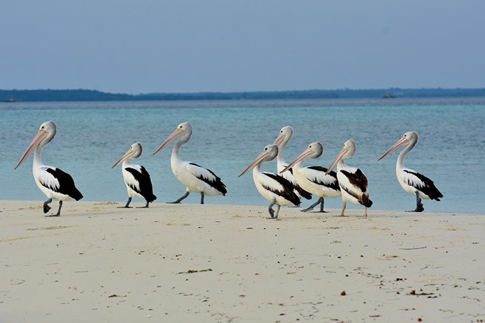 ▼ペリカン、美しい海岸でひと休み