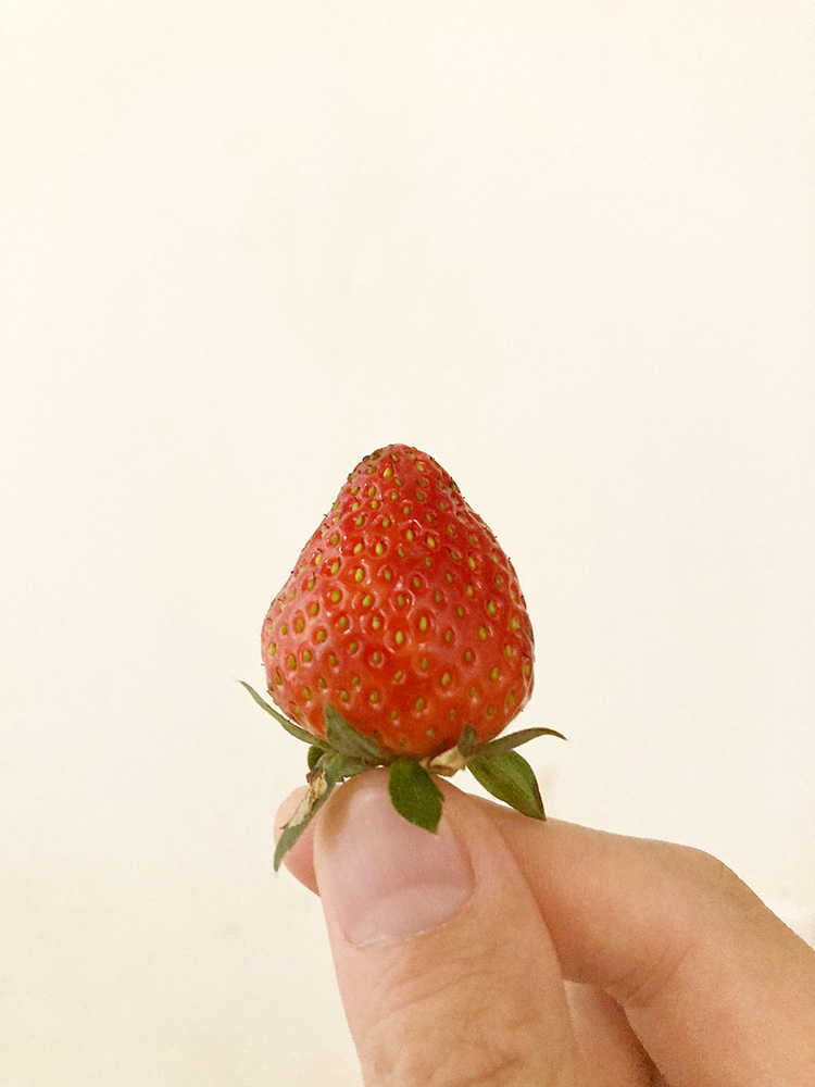 イチゴが100円以下⁉