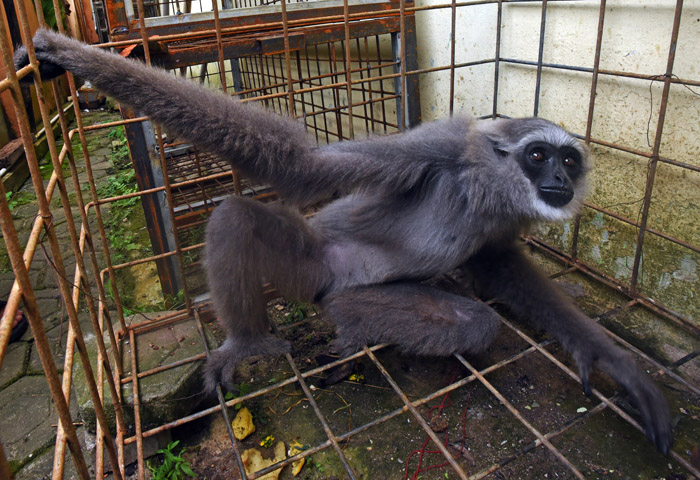 ▼ジャワテナガザルを野生に