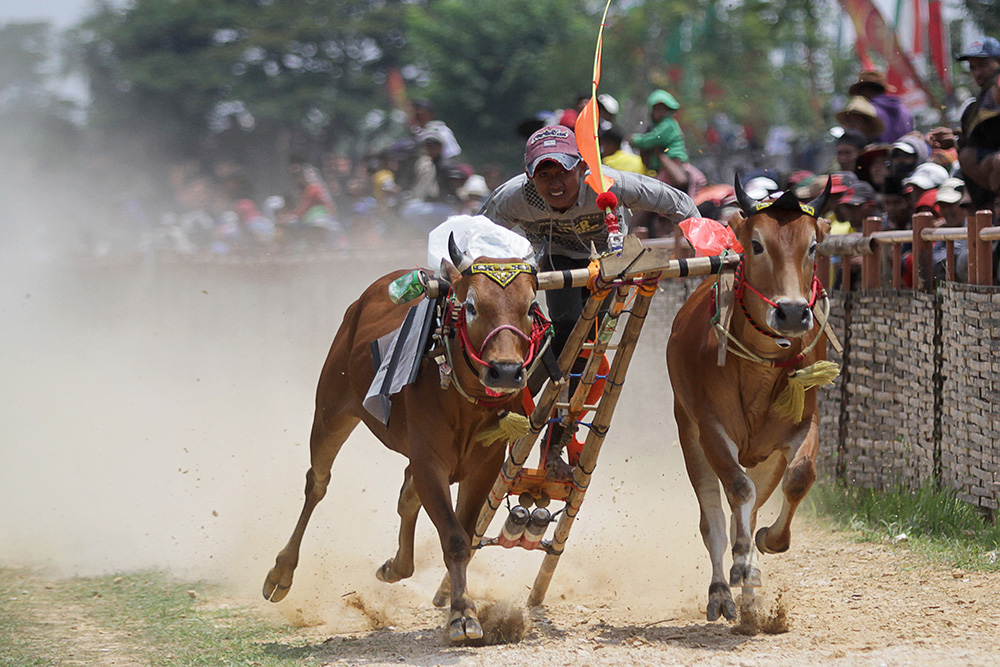 ▼水牛レースに48人参加