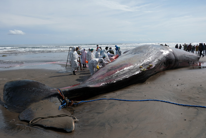 ▼バリで座礁クジラ３体