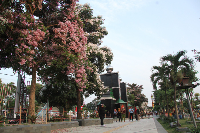 ▼広場に咲くタベブヤの花