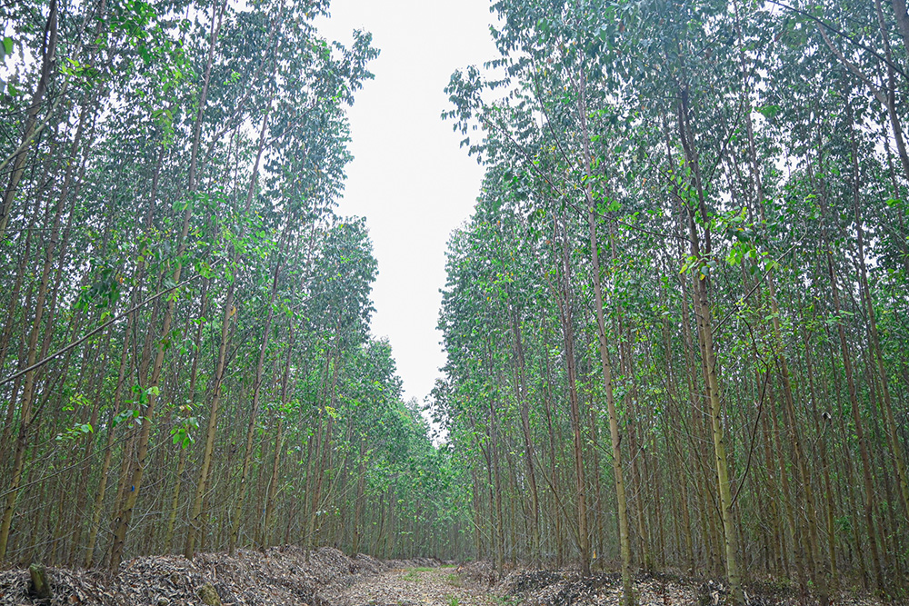 【森と生きる 筑波大、坂戸高　（１）】　「インドネシアだけの問題ではない」　ＡＰＰの植林地へ