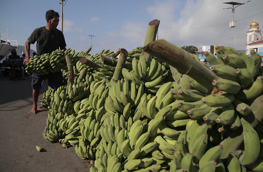 ▼国産バナナは300種類