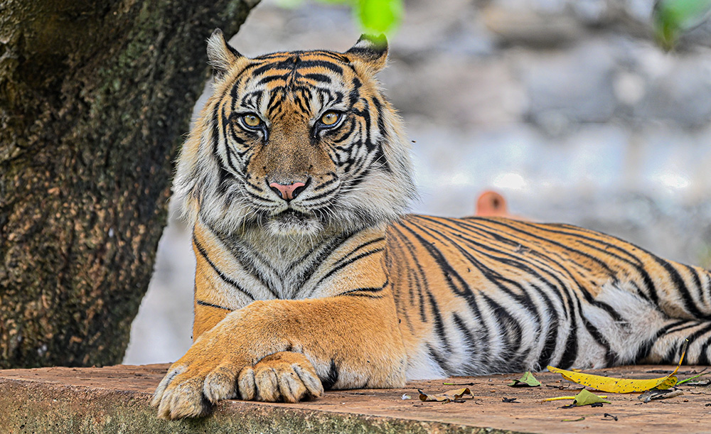 動物たちと過ごす癒やしの時間　南ジャカルタ　広大なラグナン動物園