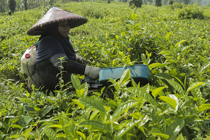 ▼茶葉生産量の予測14万㌧